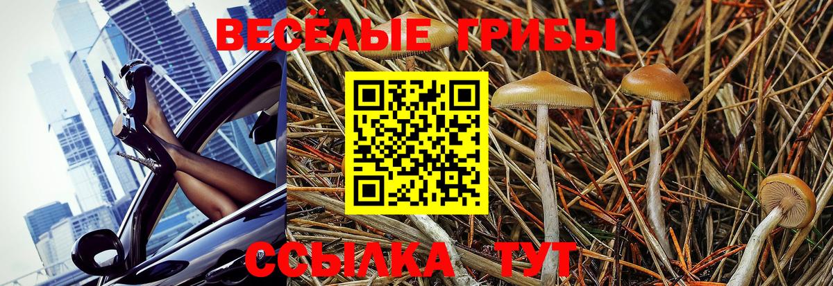 Мичуринск  Псилоцибиновые грибы Psilocybine cubensis  Вход с VPN  Псилоцибиновые грибы прущие грибы 